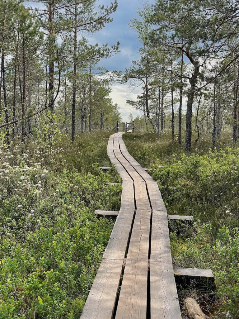 Long weathered planks form a winding path across Ķemeri’s bog, leading the eye toward a small lookout platform on the horizon. Low pines, cotton grass tufts and mossy shrubs crowd the marshy ground, all under a moody blue-grey sky.