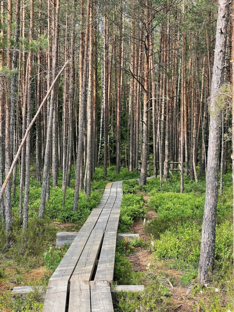 A narrow wooden boardwalk slices through a dense stand of tall, straight pines in Ķemeri National Park, their trunks rising like reddish-brown poles above a carpet of bright green undergrowth. The planks curve gently into the forest, inviting hikers deeper into the quiet woods.
