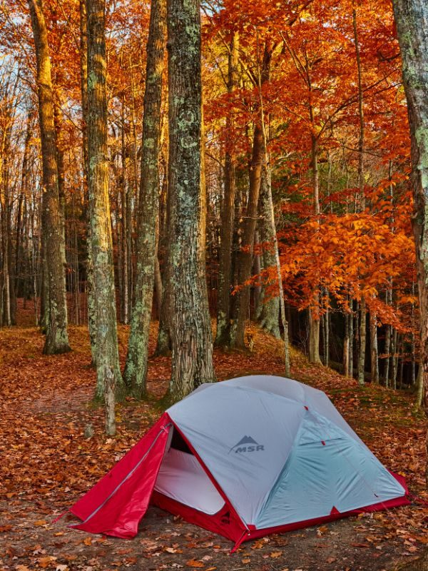 MSR Hubba NX Solo​ tent pitched in a forest with autumn colour trees and orange leaves